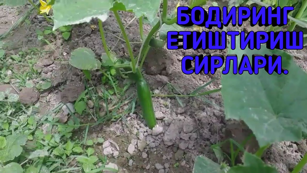 БОДИРИНГ ЕТИШТИРИШ СИРЛАРИ 20-iyun, 2020