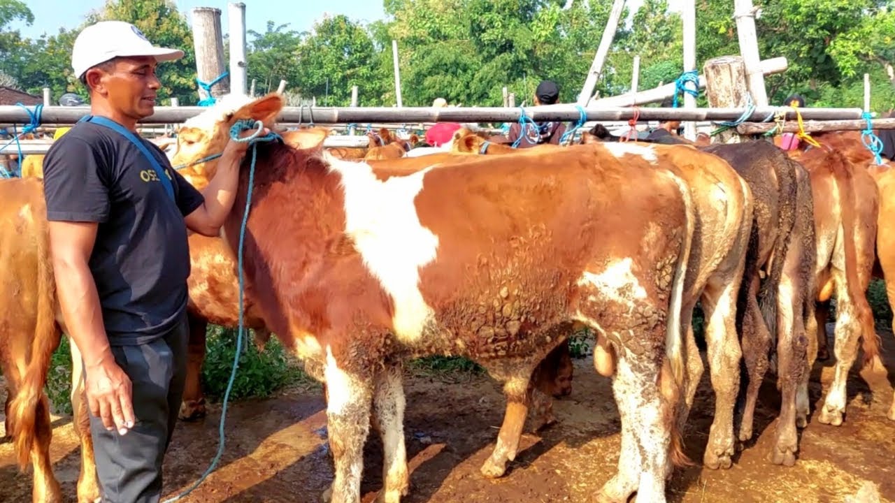 11 JUTA‼️ BAKALAN SUPER HARGA MURAH SASI SELO PASAR SAPI PURWANTORO
