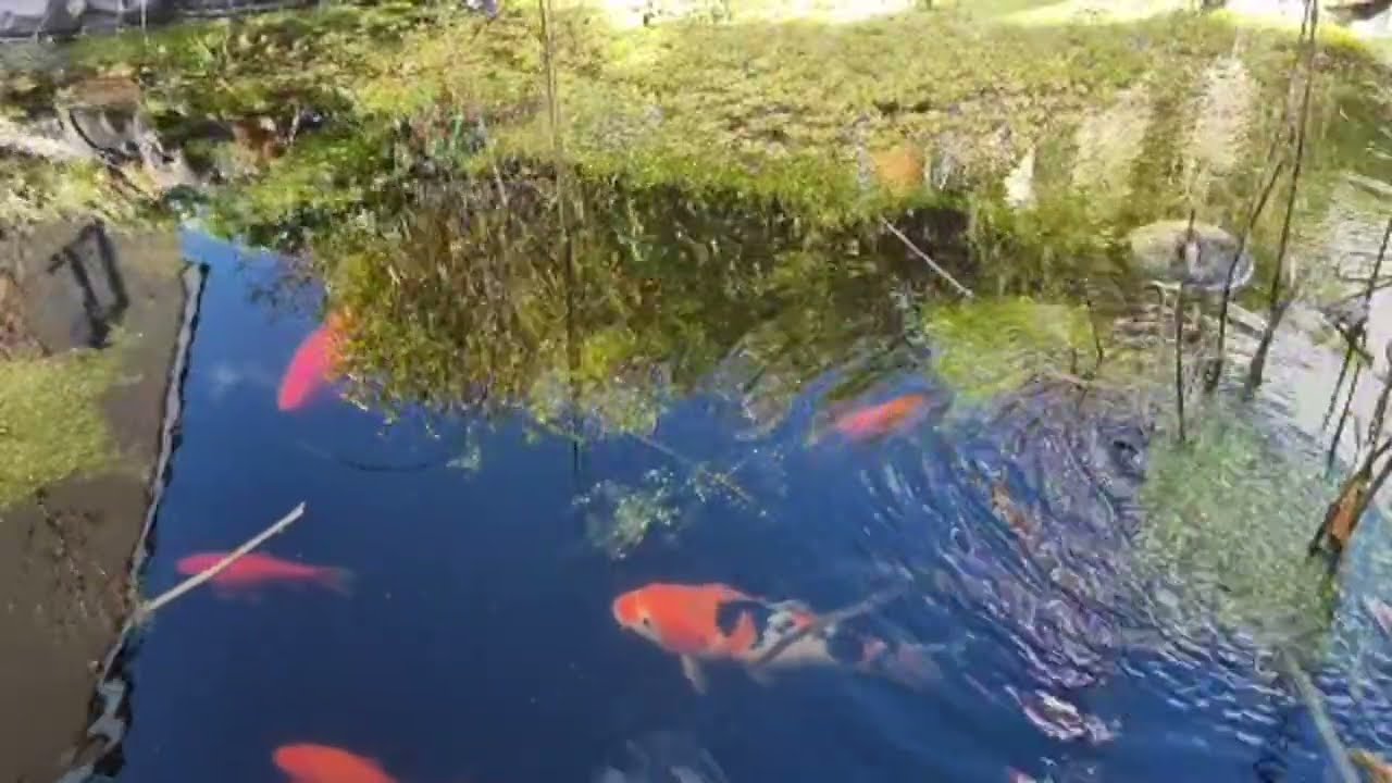 Chillin next to the pond 4/2/26..