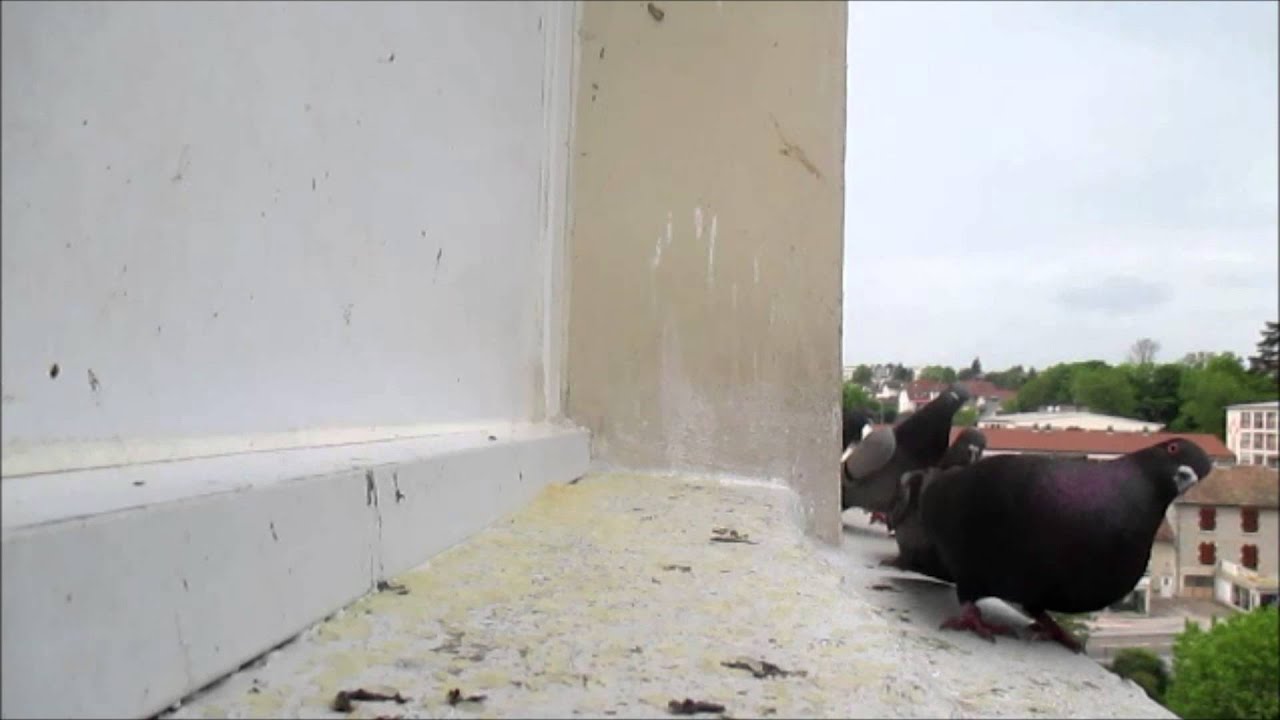 Repas des pigeons Fyntie25