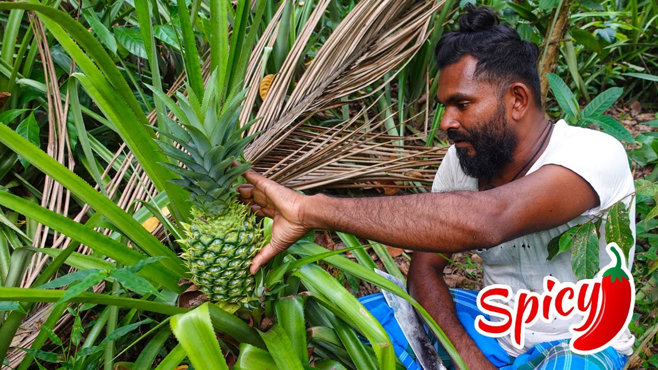Spicy pineapple recipe by village boy | Pineapple curry - Annasi Village cooking videos