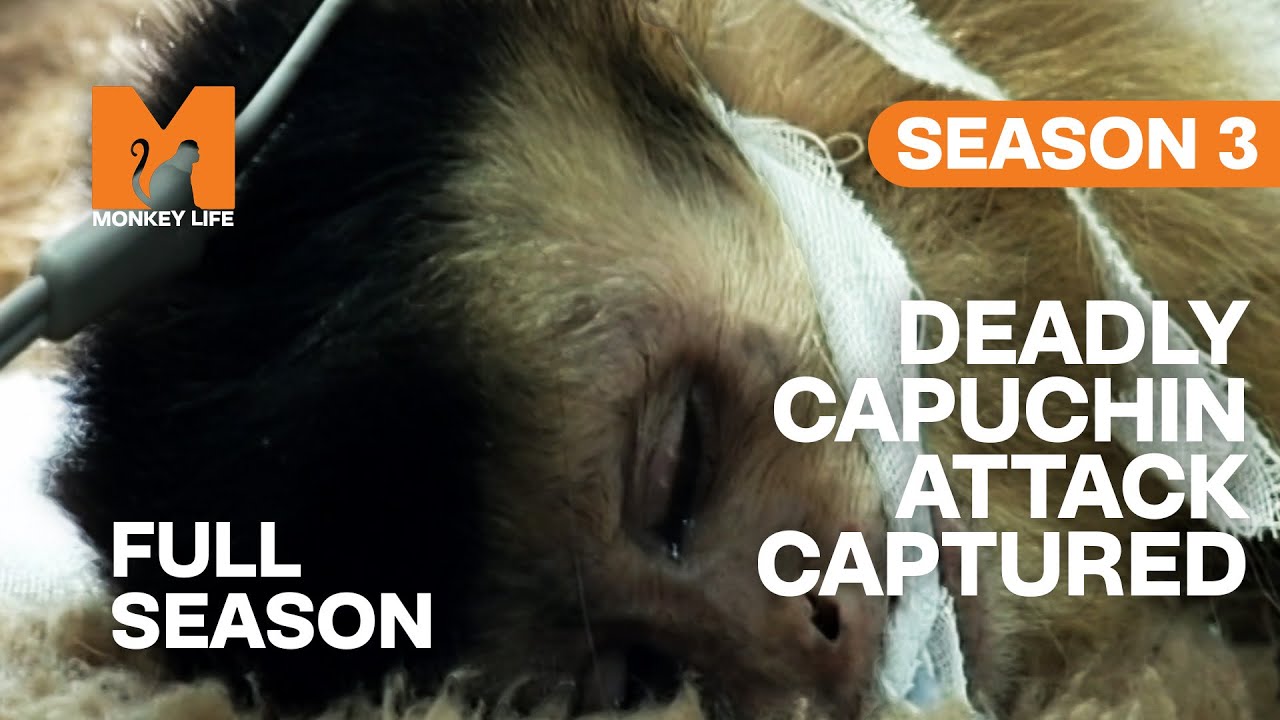 Worst Capuchin Attack Ever Seen | Season 3 | Full Season | Monkey Life
