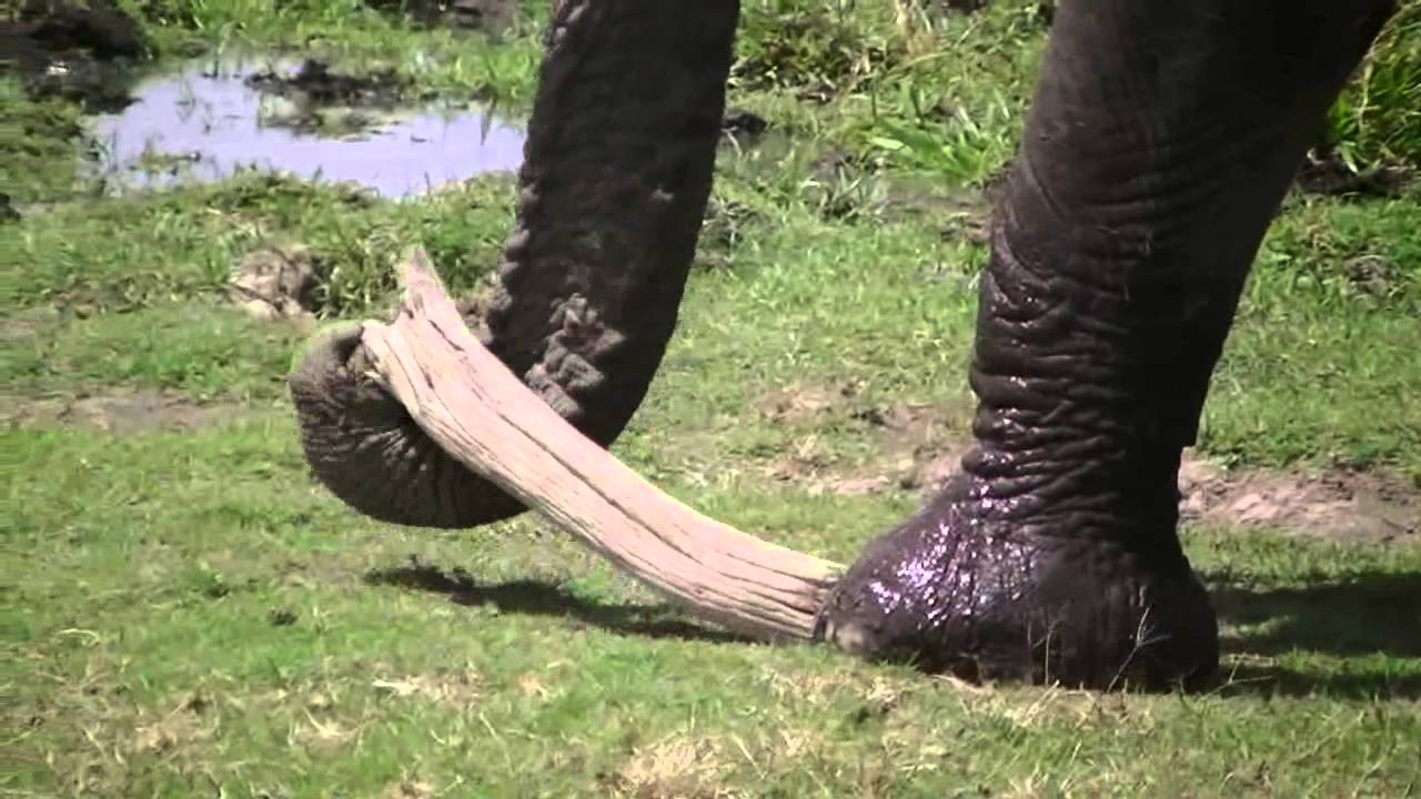 Elephant using a stick to clean beneath its toe nails