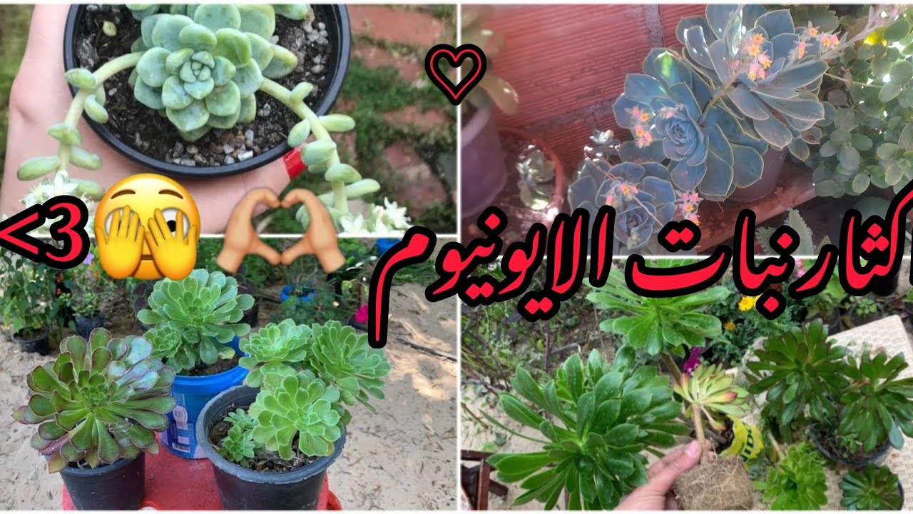 اجمل عصاريات في سطح بيتي /سهل العناية والاكثار 🌱🌷