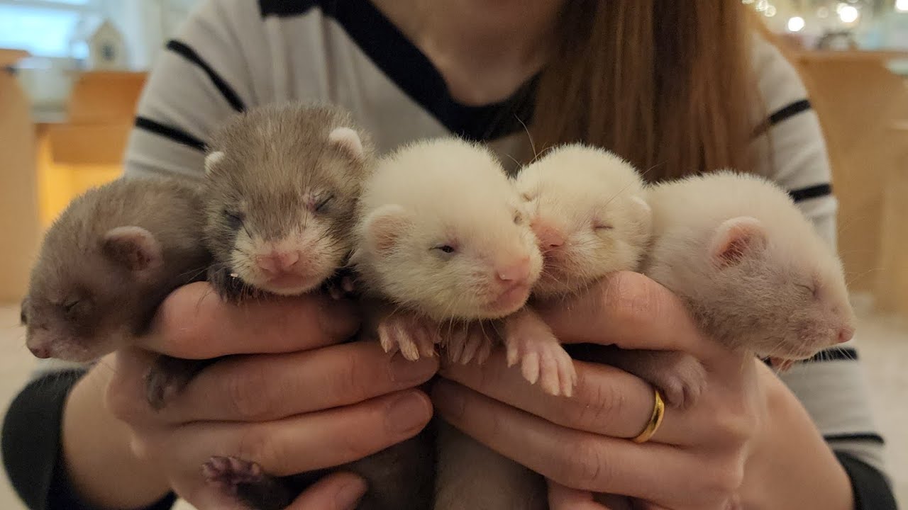 미춋다..!! 8쌍둥이가 갑자기 태어났어요!! 너무 귀여운데요??