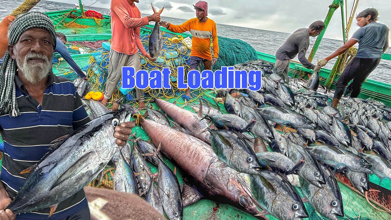 “Amazing !! Boat Loaded On YellowFin Tunas In Fourteenth Day!! You Dont Belive It!!!