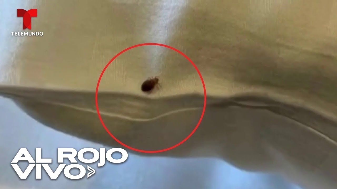 Alerta por plaga de chinches en varios hoteles de Las Vegas