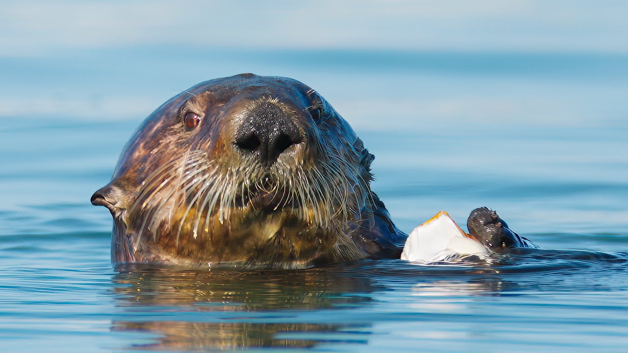 Day Trip! Filming Sea Otters at Moss Landing