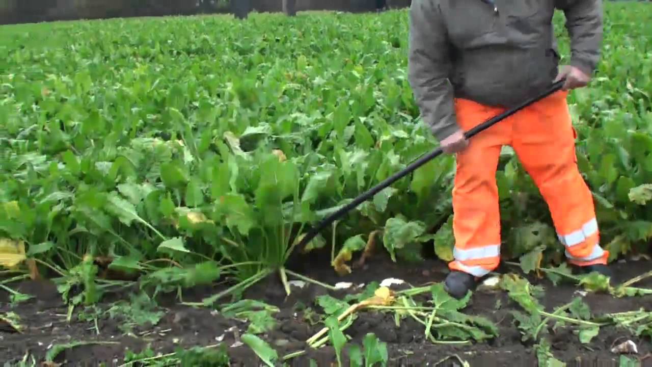 Roeoptagning som i gamle dage. I roemarken ved Søllestedgård 1 mp4 2  udg