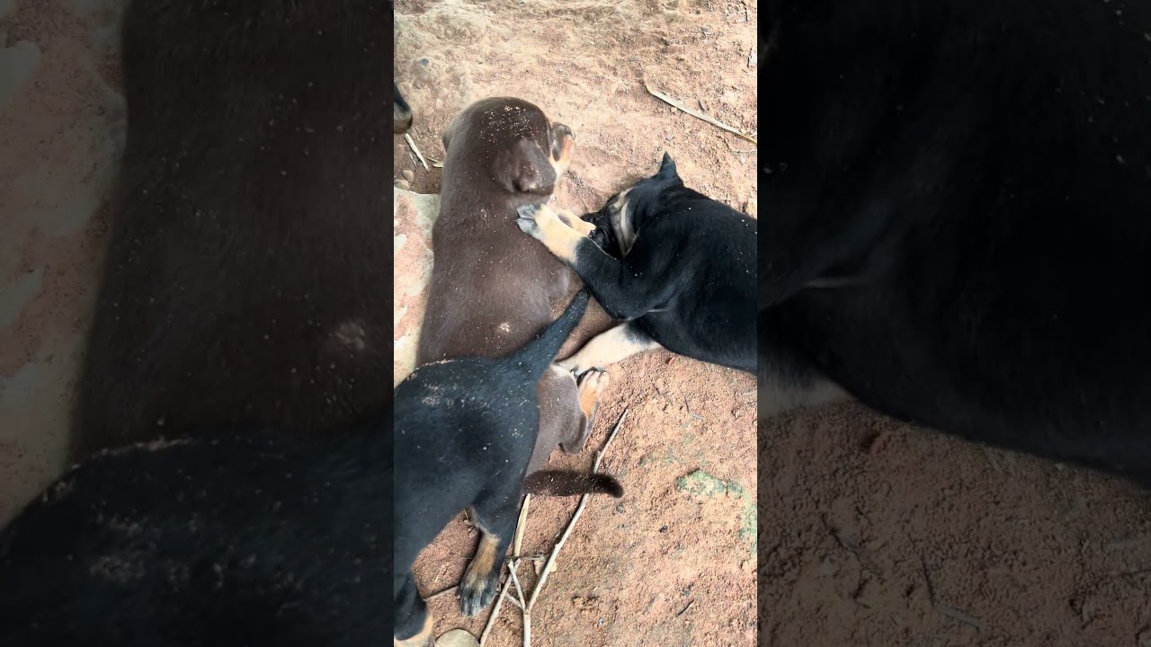 Puppies #cute #dogowner #countrydog #animals #petowner #countrysideliving #dogvlog #pets #yourdog