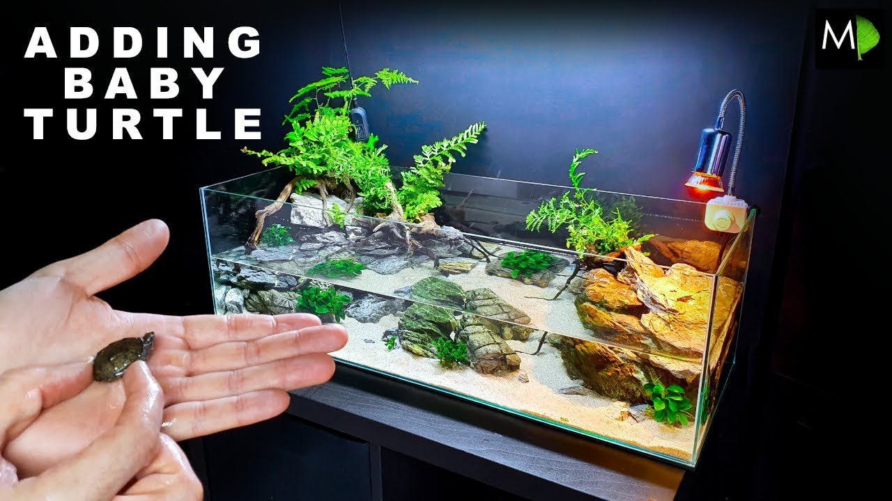 ADDING A BABY TURTLE TO NEW HABITAT!! || MD FISH TANKS