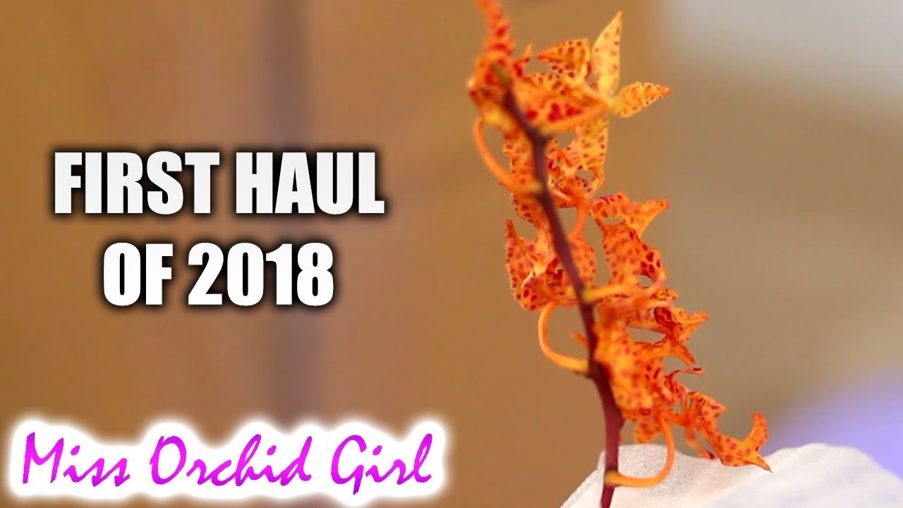 Unboxing first official Orchid Haul!