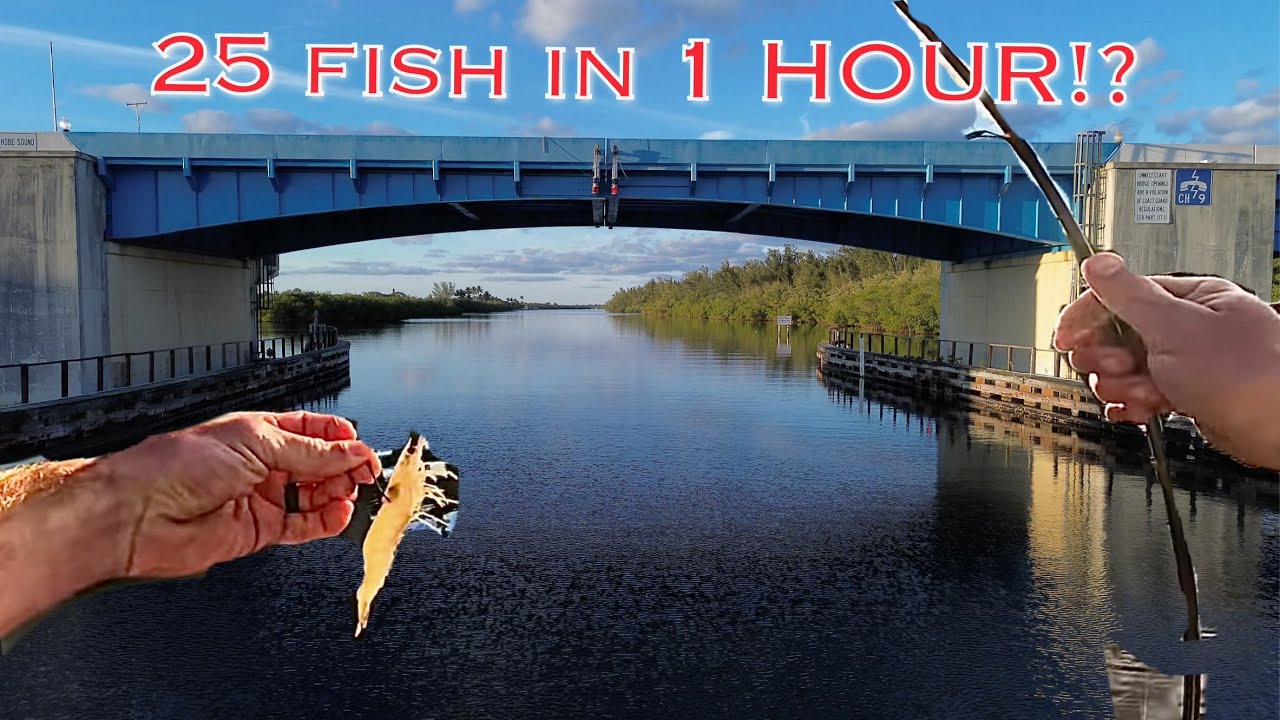 USING LIVE SHRIMP FOR EPIC BRIDGE FISHING!