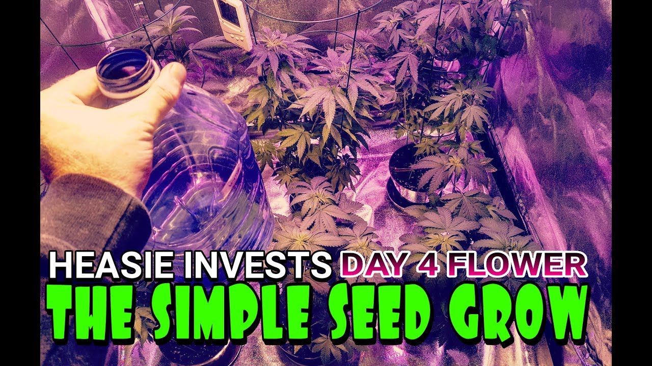 The Simple Seed Grow: Day 4 (flower) - The first watering after changing your plants to flower