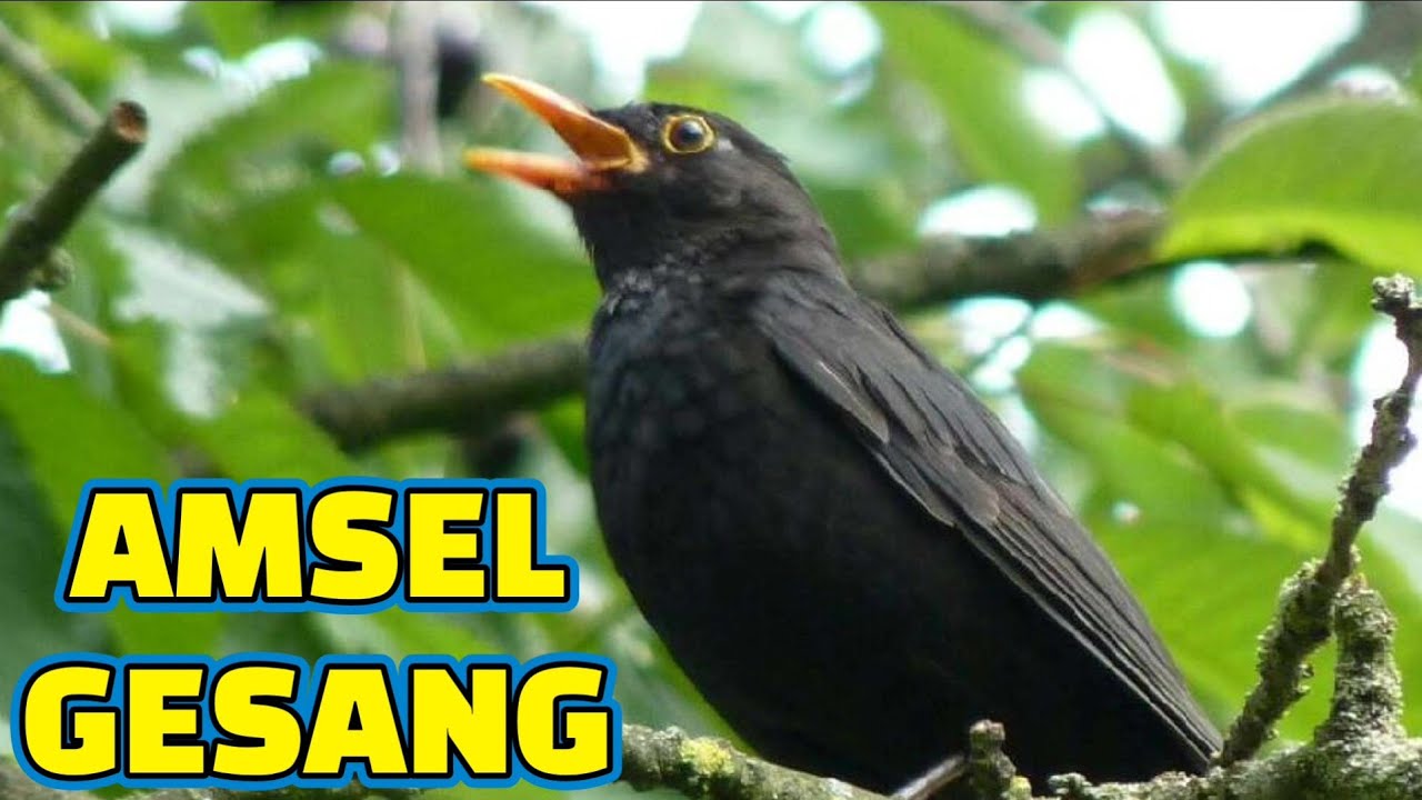 Amsel Gesang 🎵 Entspannende Ger&auml;usche der Natur mit Vogelzwitschern 🎵 Die sch&ouml;nsten Vogelstimmen