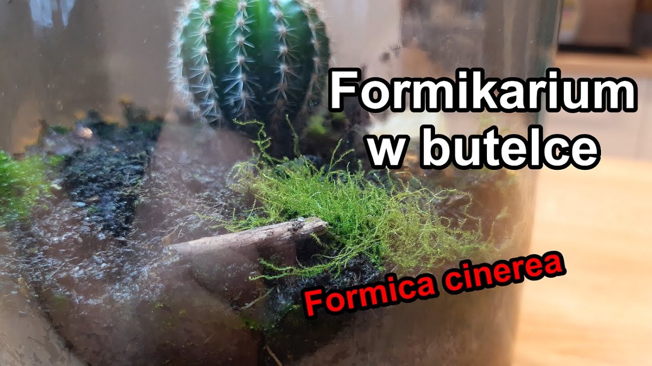[🔴Odc. 014] FORMICA CINEREA🌵 &bull; Dzień 000 - 005: Butla o pojemności 5 litr&oacute;w. Koniec🎥
