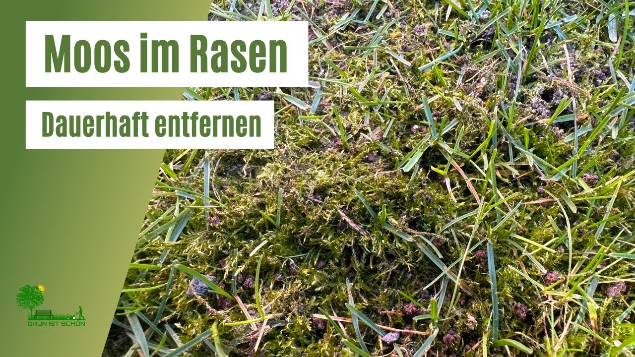 Moos im Rasen entfernen | Moos dauerhaft beseitigen | Ursachen f&uuml;r Moosbildung vermeiden | Tipps