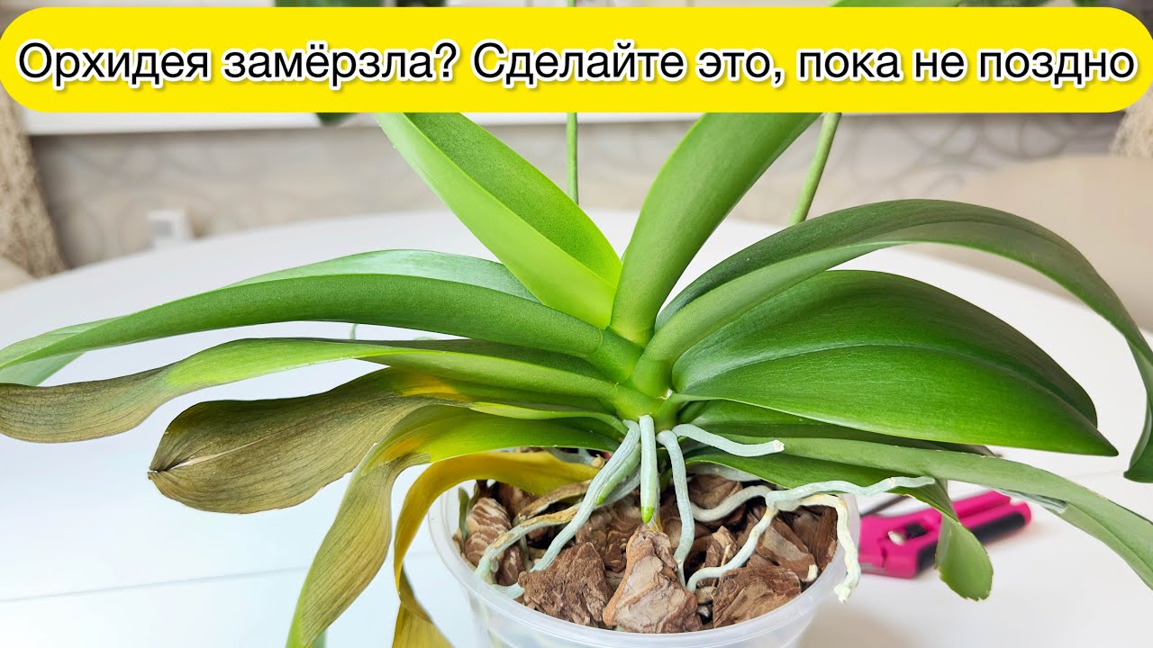 ЧТО делать если орхидея замерзла? И что ни в коем случае нельзя делать с замерзшей орхидеей
