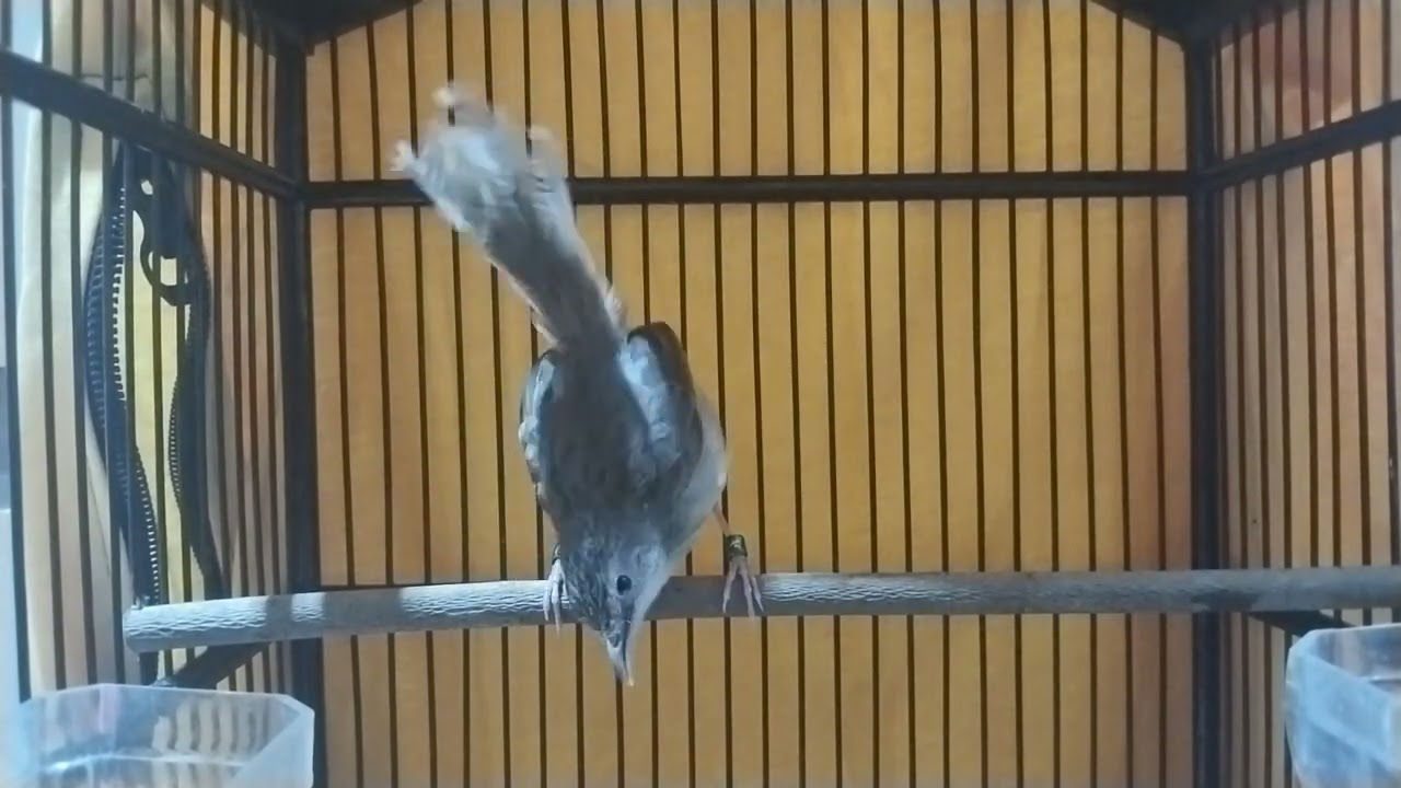 Masteran cigun bren   #ciblek #birds #viral #kicaumania #cigunngebren #ciblekgunungngebren 