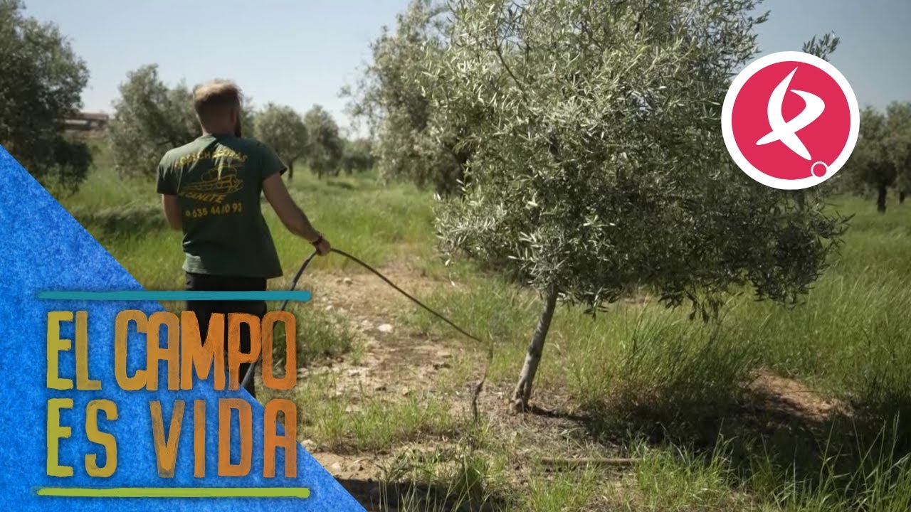 Sergio pone a punto el riego en sus olivos para las subidas de temperaturas | El campo es vida