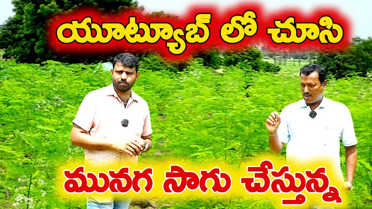 2 ఎకరాల్లో మున‌గసాగు 2 లక్షల ఆదాయం | Drumstickfarming | #Moringafarming
