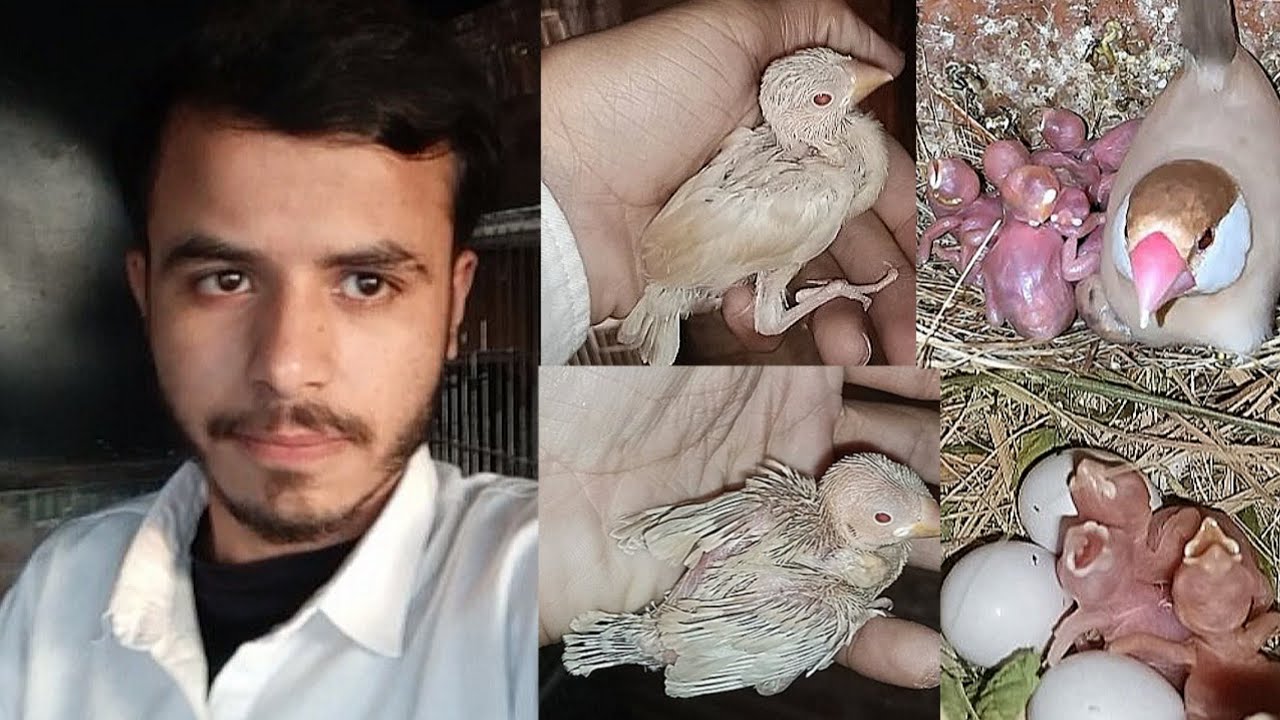 Fawn java finch breeding progress 2025