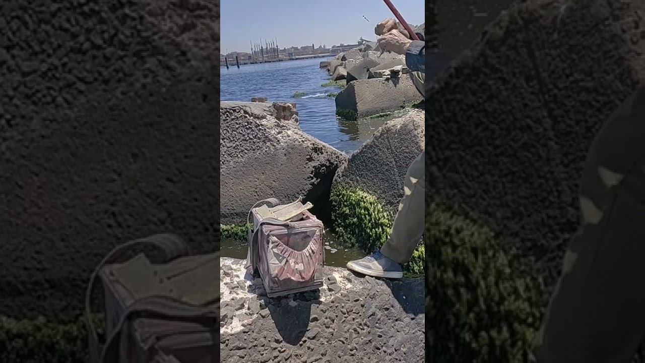 سمك البطاطا النهارده  كان بى الشوله مجزره البطاطا النهارده. شوف وتعلم