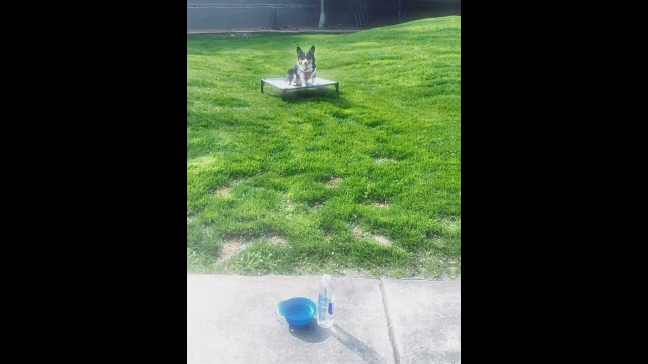 Ollie & Sunshine ~ Best Dog Trainers ~ Off Leash K9 Training  Phoenix