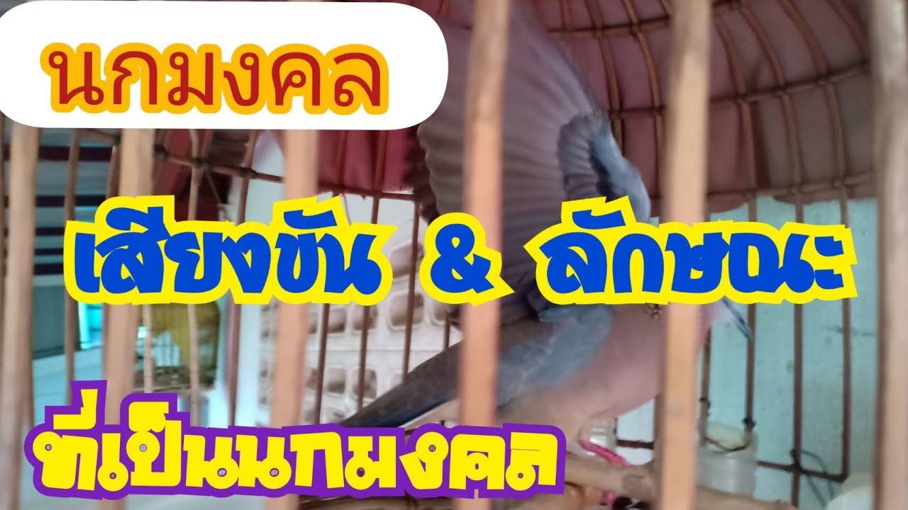 นกมงคล เสียงขัน & ลักษณะที่เป็นมงคล
