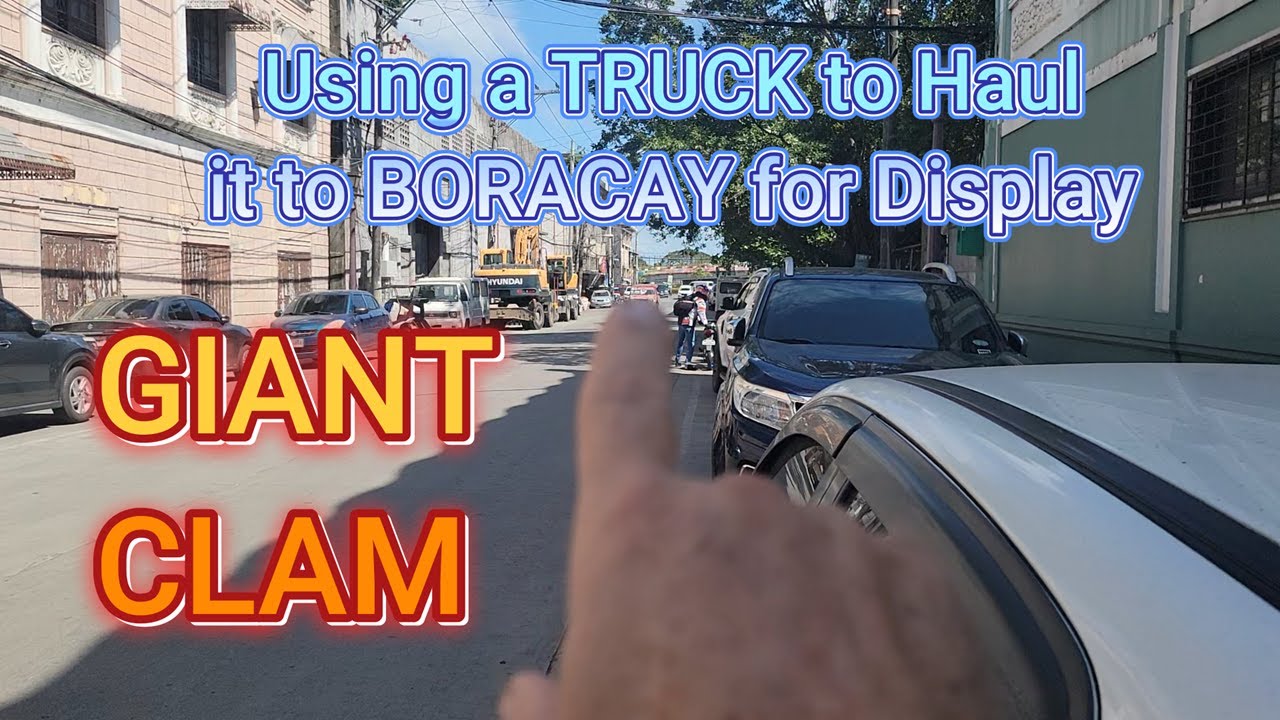 How to cast form Concrete walls Easy and Cheap Part 8  Found a MASSIVE CLAM!