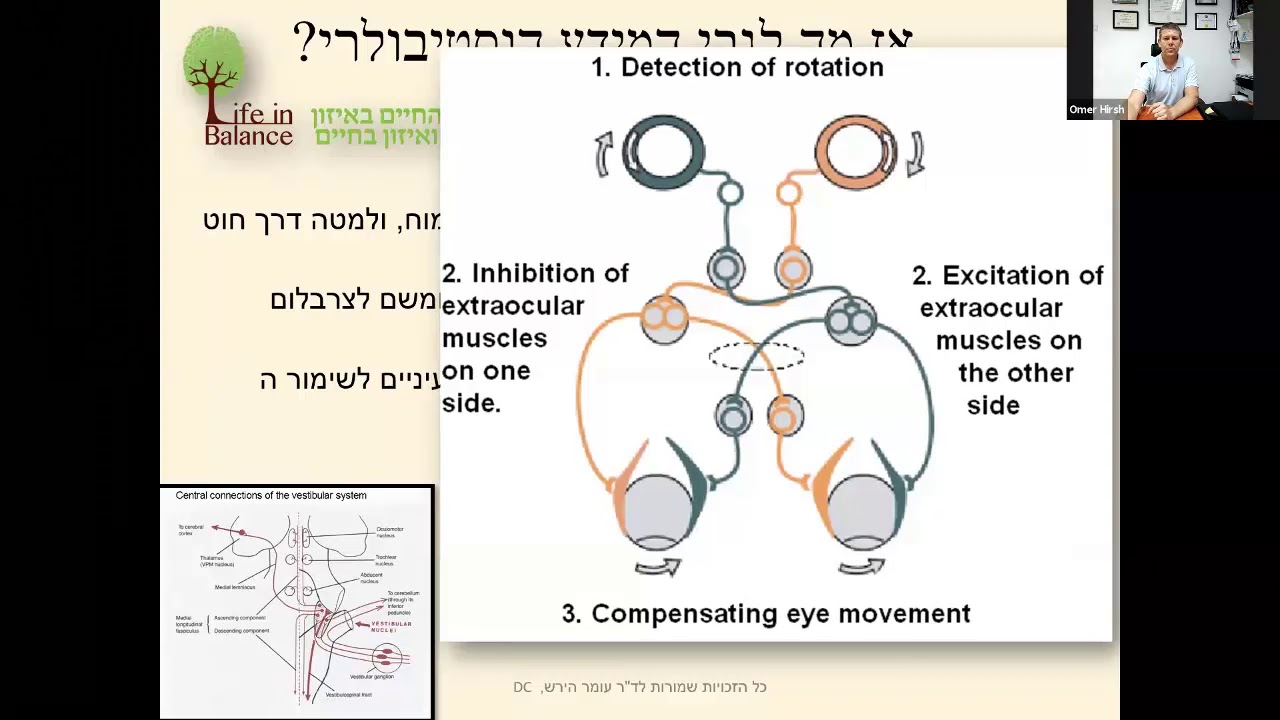 קשקושי מוח 6 מערכת וסטיבולרית