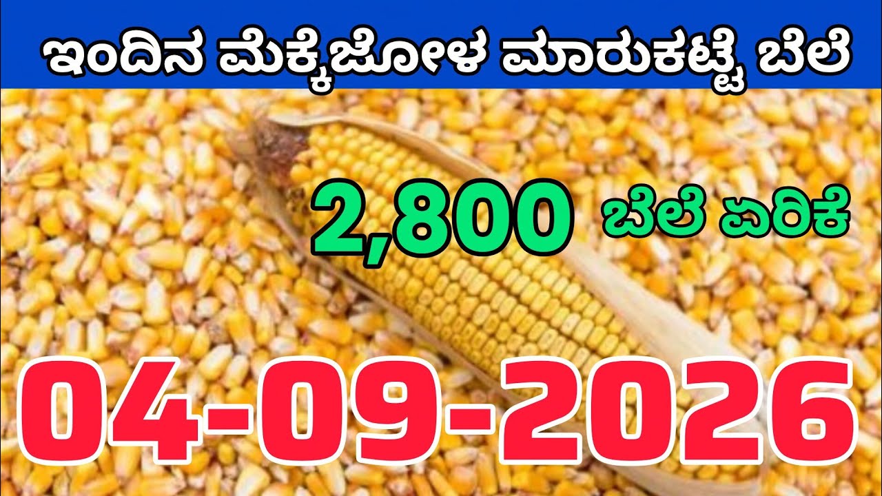 ಗೋಂಜಾಳ ಬೆಲೆ04.09.2026ರ ಮಾರುಕಟ್ಟೆಯ ಬೆಲೆ ಇದಾಗಿದೆ #kannada #mazie #todaymarket