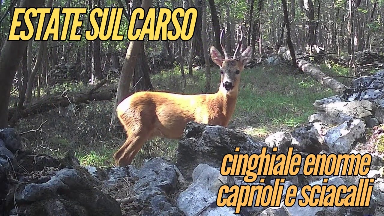 Le fototrappole nel bosco - estate sul Carso