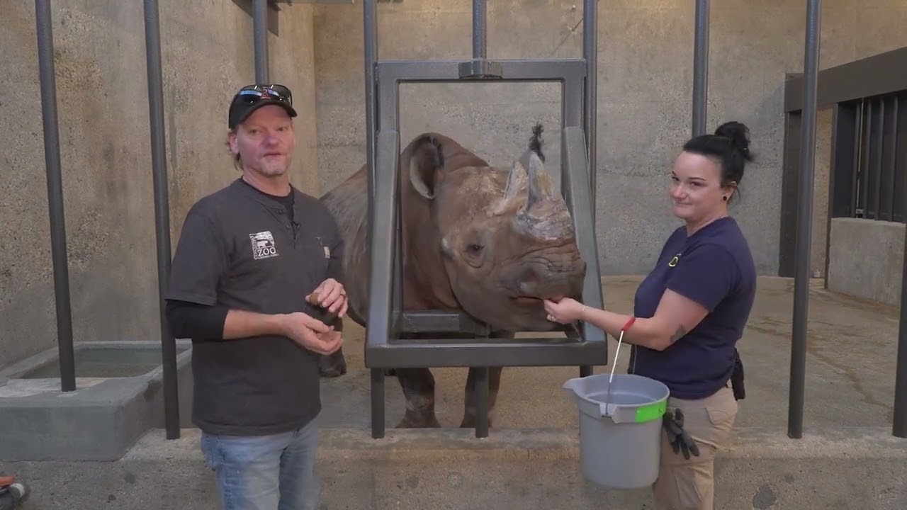 Rhinos Return — See Our Newest Residents