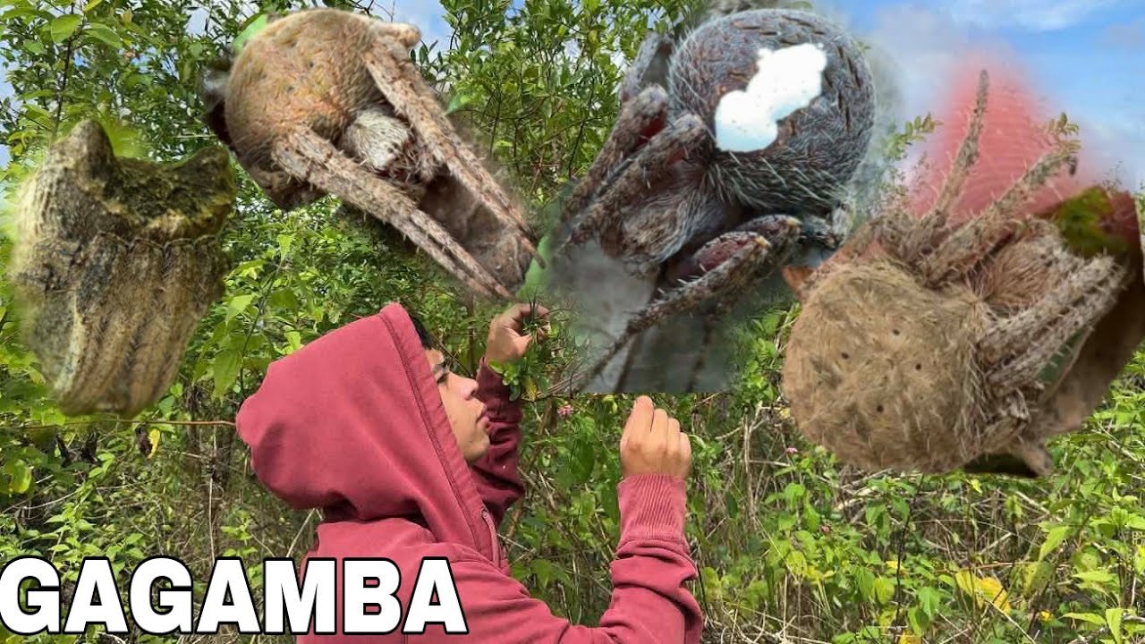 BAGONG SPOT SA PAGHAHANAP NG MALALAKING GAGAMBA