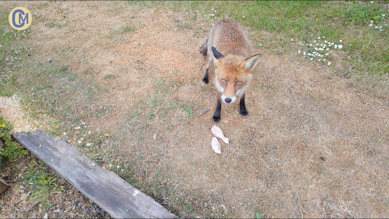 How many chicken wings in 2 minutes 🦊