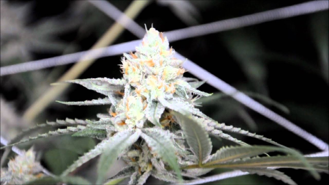 VaderVision - Bud Porn - Angel Tear Kush