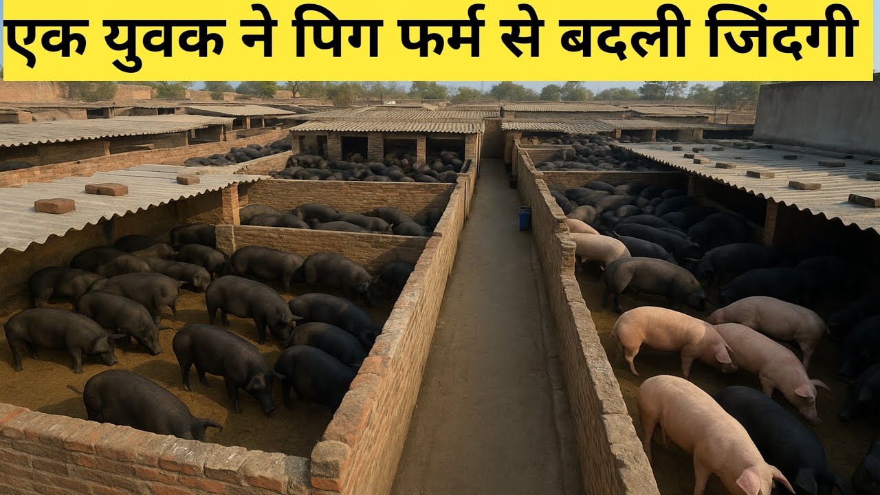 Tnd pig farm house, jharkhand pig farm,Pig farm, एक युवक ने पिग फर्म से बदली जिंदगी 