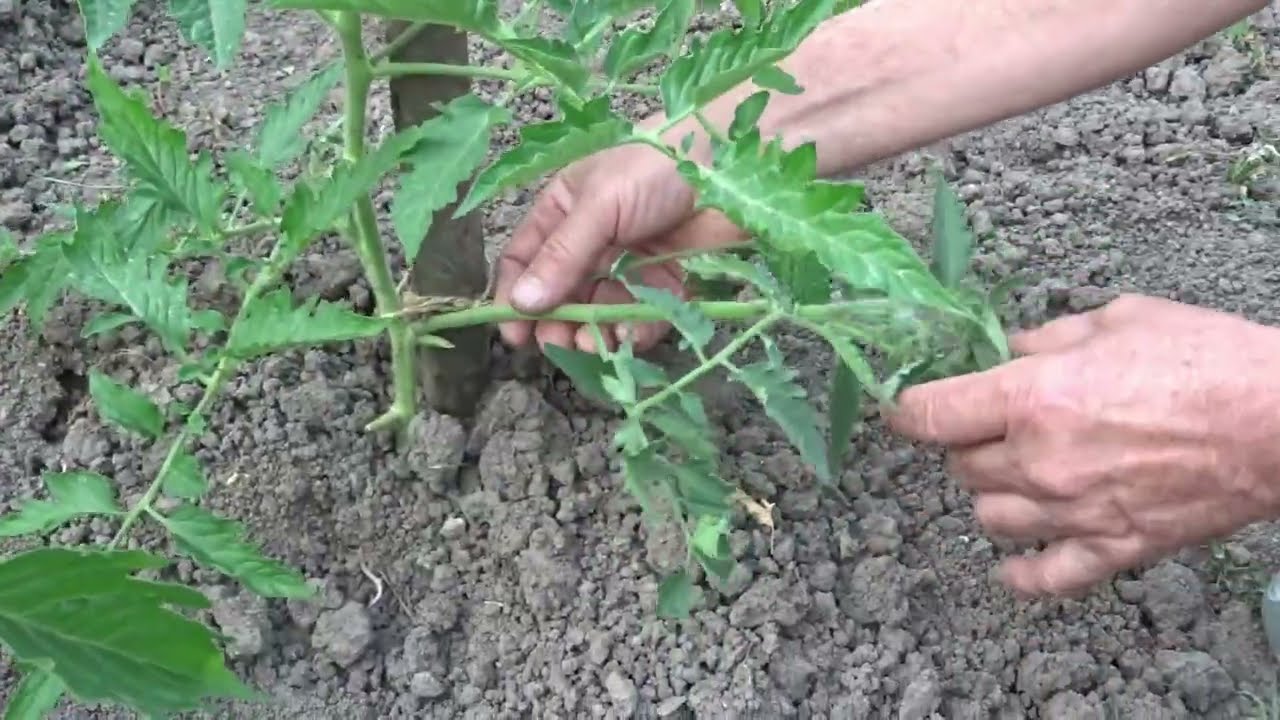 Cât de des copilesc roșiile/Tratament cu lapte