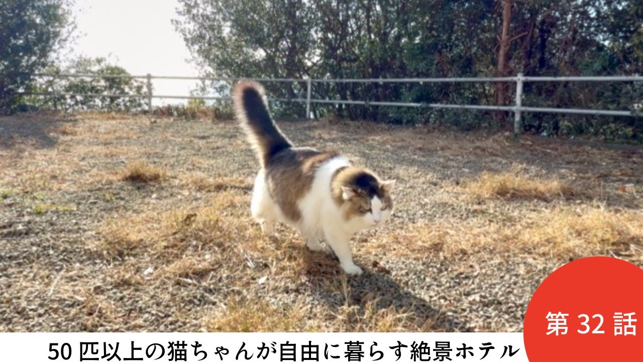 【ホテル白い燈台】32話子猫と暮らすお手伝い旅　視聴者様やお客様に癒される旅ホテル近辺の猫達と仲良くなりたい　美味しい最中も発見/徳島県美波町/日和佐浦/保護猫沢山の絶景ホテル