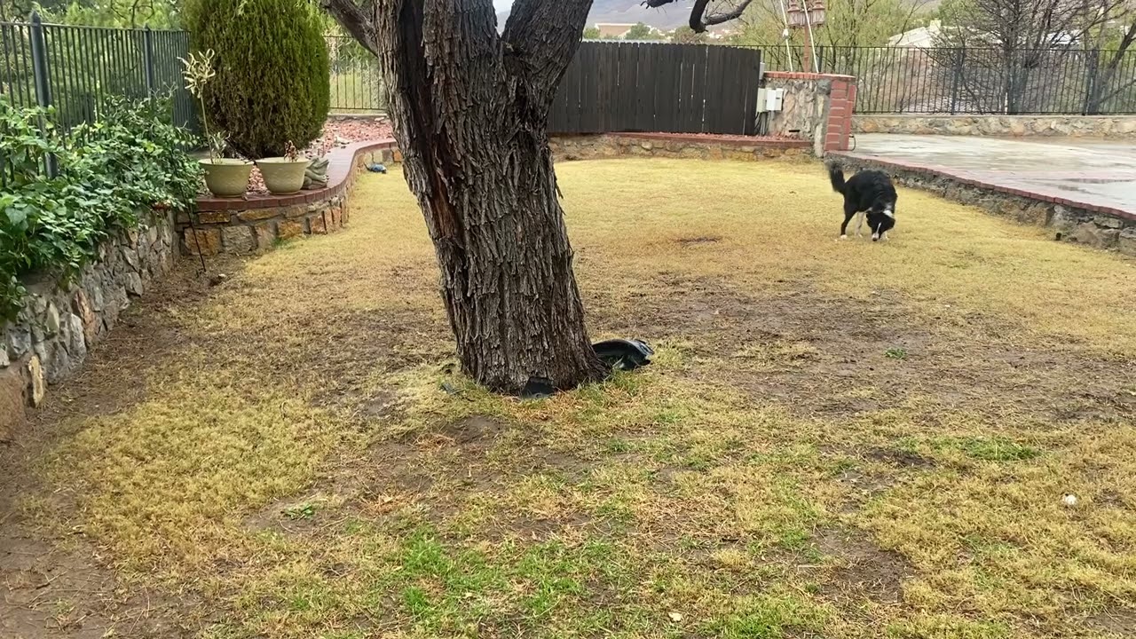 Dog Poop