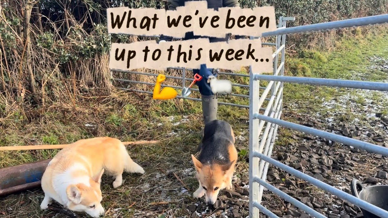 This week - Gate posts, sheep, and corgis! 🐑🐶