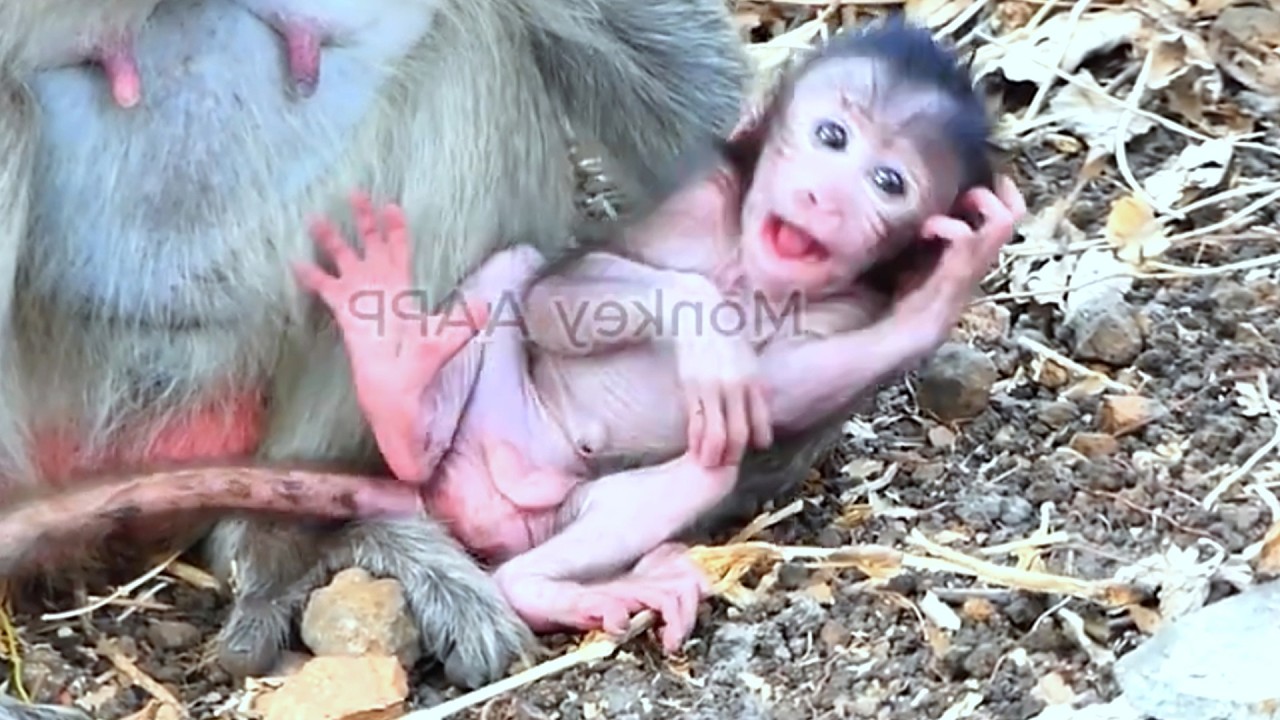 Live: Poor Baby CHARA Gets Hugged by Sister CHAGO While Running — A Little Scary Moment 🐒💛