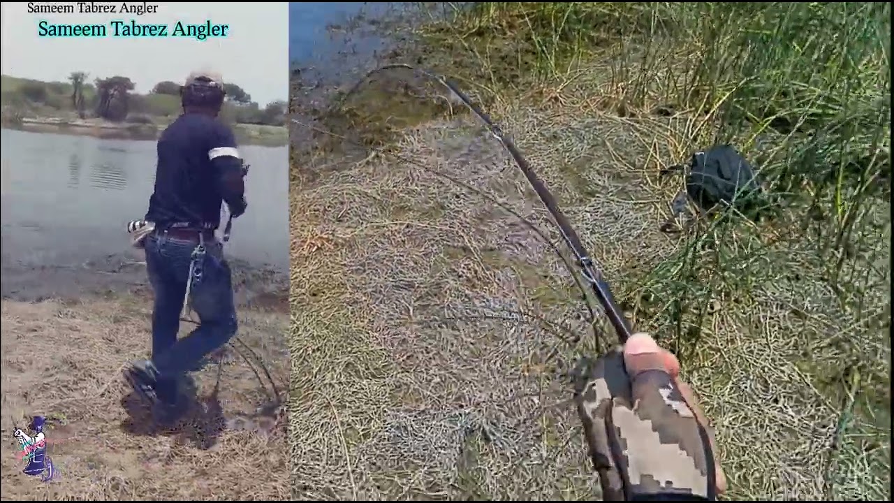 Biggest Snake head Fishing #Buzzbait lurr Fishing