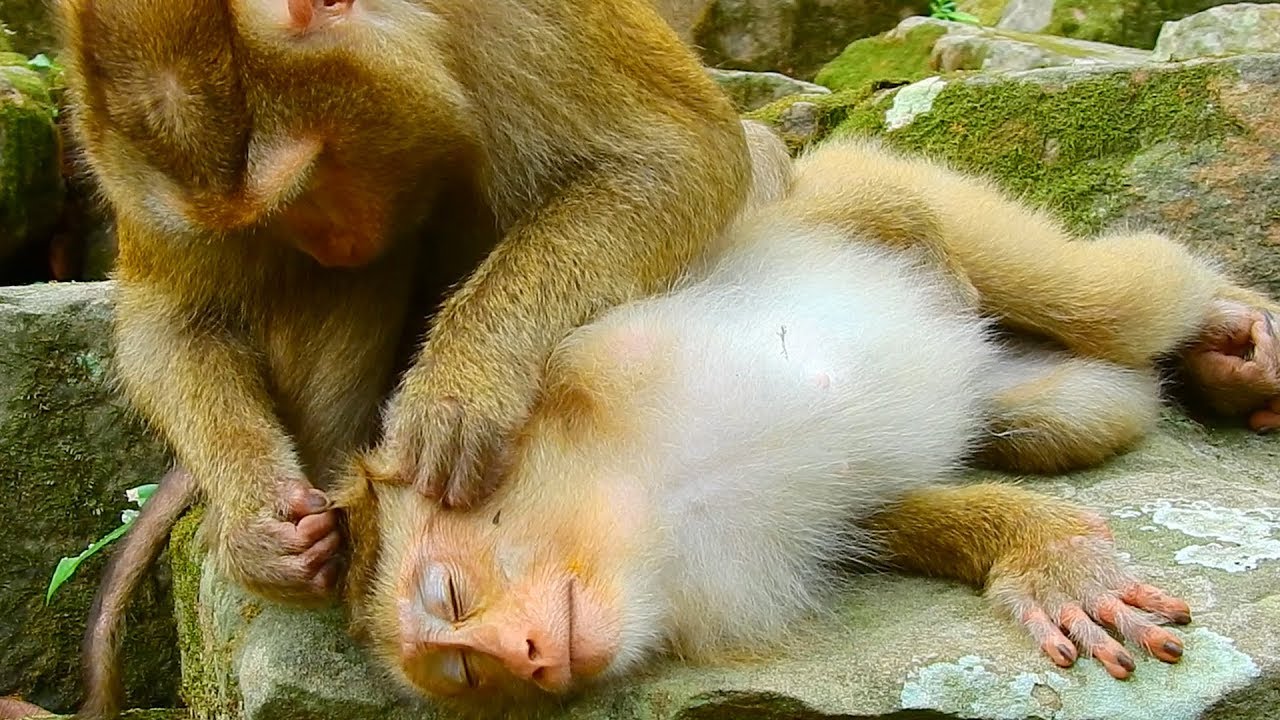 Rose very enjoy grooming she feel comfortable  / monkey Post