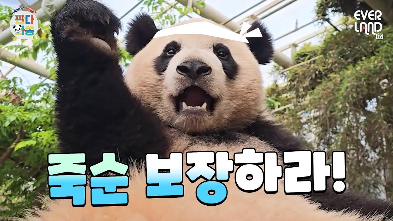 [ENG]애순이와 러식이 폭싹 속았수다｜#판다와쏭 #204