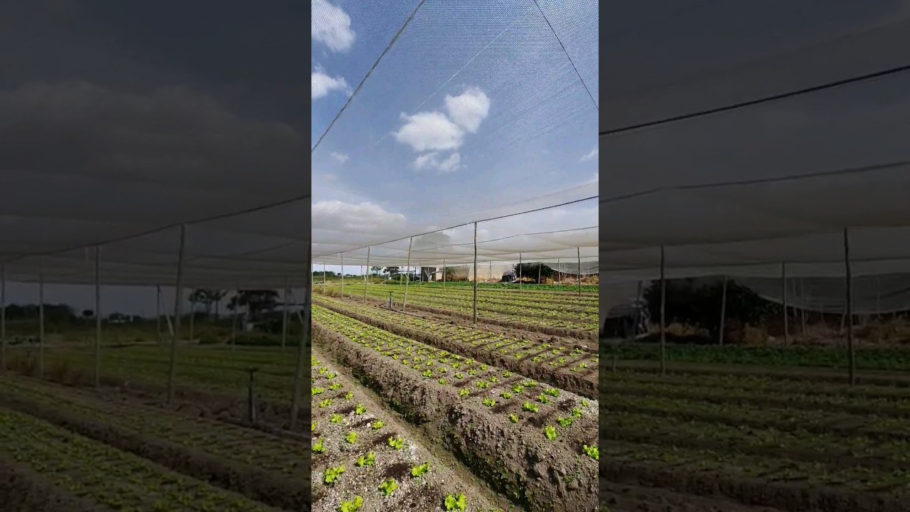 Boa noite! Uso de sombrite em alface crespa e americana 🌱 🥬 #amorpeloagro #horta #alface #sombrite