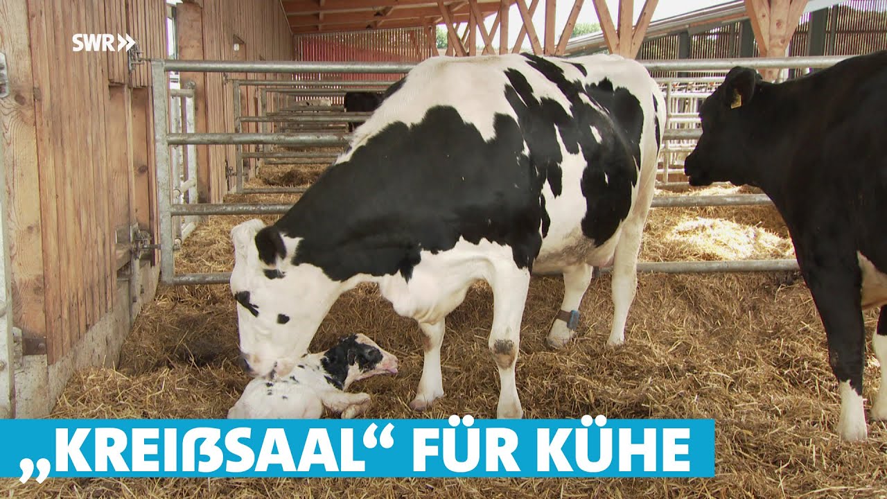 Wie ein hochmoderner Bauernhof sich um seine Kühe und seine Zukunft kümmert
