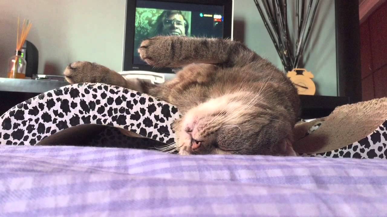 Cat twitching in sleep with epic ending