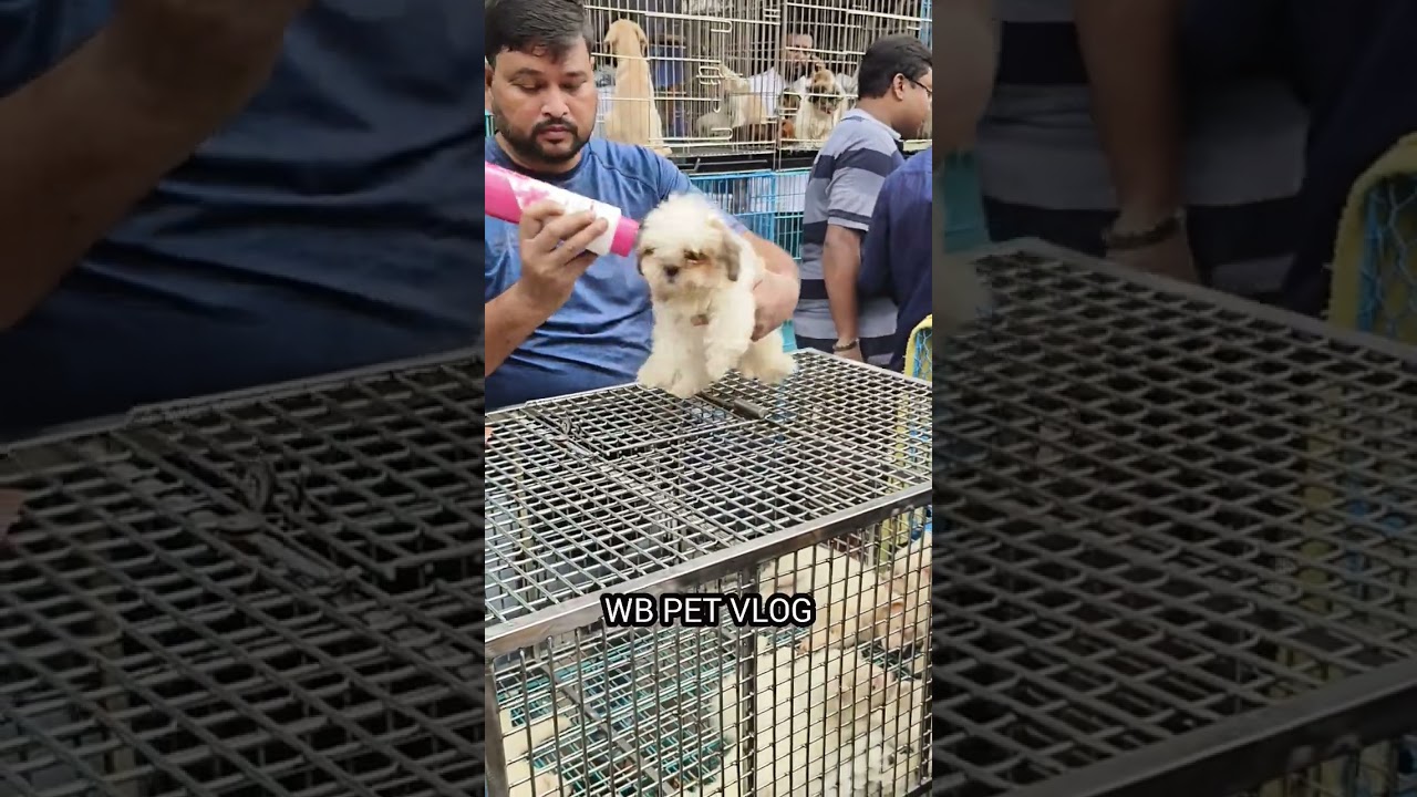 Shih Tzu puppy in kolkata dog market 